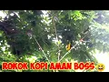 Download Lagu Suara Pikat Sogon , Prenjak ,Dan Berbagai Macam Jenis Burung Kecil