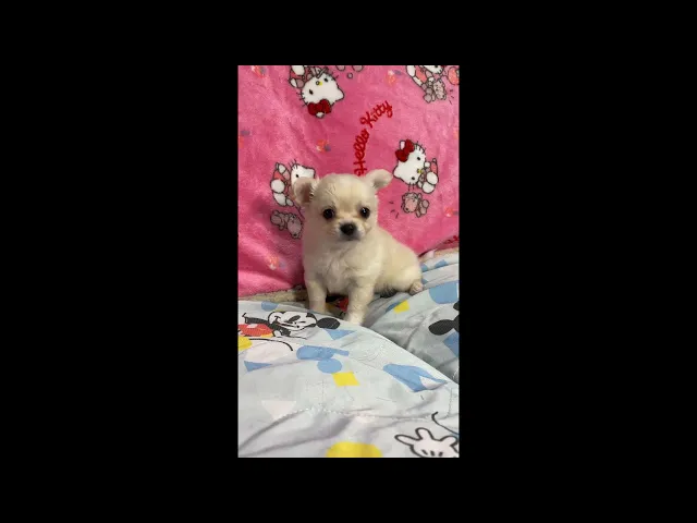 動画