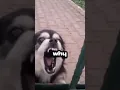 Download Lagu NEVER PLAY THIS AUDIO IN FRONT OF YOUR PET #scarystory #scary #viralvideo