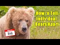 Download Lagu How to Tell Bears Apart: Amazing Tricks Wildlife Experts Use!