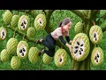 Download Lagu How Harvesting Giant Thai Custard Apples on 100m Rock Mountains \u0026 Natives Ancient Transport Method