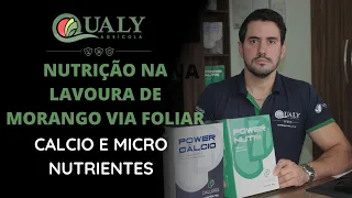 NUTRIÇÃO NA LAVOURA DE MORANGO VIA FOLIAR - CALCIO E MICRO NUTRIENTES DALLGREE / QUALY AGRÍCOLA