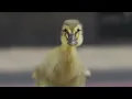 AAA Ducks by AAA Insurance