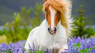 Beautiful Relaxing Music Peaceful Soothing Instrumental Music Celtic Highlands By Tim Janis 