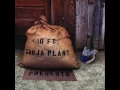 10ft Ganja Plant  - Chalwa  2007