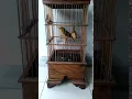 Download Lagu ROBIN GACOR BURUNG LANGKA