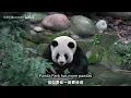 4 Panda Sanctuaries Near Chengdu Which One Should You Visit Complete Guide Revealed
