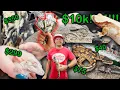 Finding the Cheapest Most Expensive Reptiles at the Pacific Northwest Reptile Show