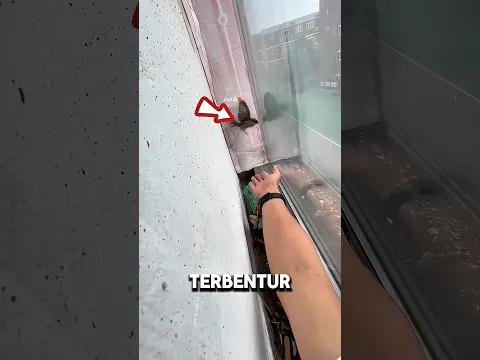 Cewek ini Menolong Burung Pipit yang Terjebak di Jendela... Endingnya Bikin Haru!