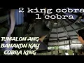 Download Lagu MGA BANAKON AT BUSOG NA COBRA#cobraprince 
