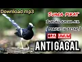 Download Lagu suara PIKAT burung KACER AIR / MANINTIN BESAR burung liar KEPO dan NYAMBER