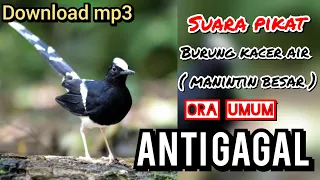 Download suara PIKAT burung KACER AIR / MANINTIN BESAR burung liar KEPO dan NYAMBER MP3