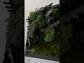 Download Lagu Bring a touch of the forest into your home with this elegant preserved moss wall art “Safira” 💚