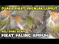 Download Lagu Suara Pikat Prenjak Lumut Paling Ampuh - Dijamin Langsung Ngumpul Semua
