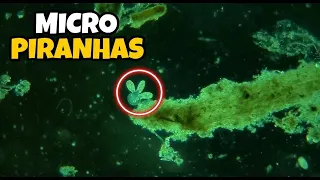 I Found Microscopic Piranhas in a Jar of Pond Water