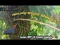 Download Lagu mikat burung prenjak kepala merah susah turun || hafal mp3 begini caranya,,
