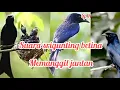Download Lagu Srigunting betina,suara alami,suara buat pancingan