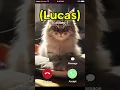 Lucas is calling you back #ytshorts #youtubeshorts #funny #cat #ringtone #shorts #viral