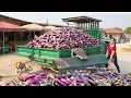Download Lagu Use Truck to Harvest a Lot of Eggplant Goes to Market Sell - Daily Farm | Đào Daily Farm