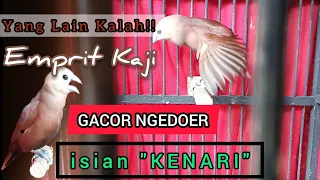 Download Emprit kaji isian KENARI full gacor dor tak mau KALAH !!! MP3