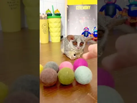 Things Bush Babies Won't Tell You 🐒🤫
