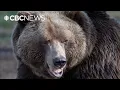 Download Lagu How to stay safe in B.C.’s grizzly and black bear country