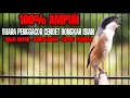 SUARA CENDET ISIAN RAJA GETAR KUNTILANAK KAPAS TEMBAK