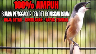 suara cendet isian raja getar kuntilanak kapas tembak