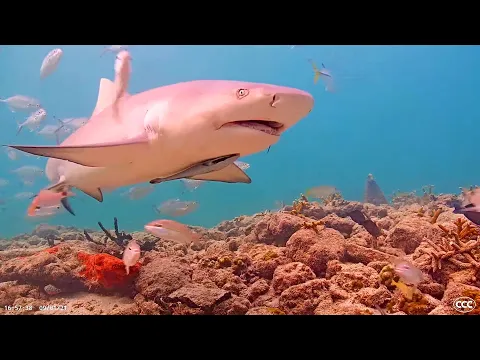 Download MP3 Coral City Camera (Miami's Underwater Livestream)