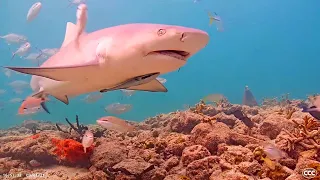 Coral City Camera Miami s Free-Range Aquarium Underwater Livestream