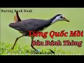 Download Lagu Tiếng Chim Quốc Mồi - Bản Đánh Thòng, Đánh Kẹp Loa Không Cần Chim Mồi | Kênh Bẫy Chim