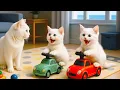 Download Lagu Mama Cat Trims Fur on the Farm and Makes Tiger Hat For Kittens At Home🐾🎩🐯