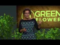 Lagu Finding Your Ideal Cannabis Dose: Mara Gordon / Green Flower Cannabis Health Summit