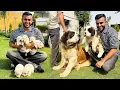 India s Biggest Dog Farm in Haryana Saint Bernard White Husky