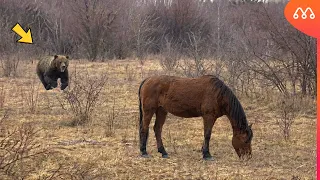 NUNCA ATAQUE UM CAVALO SOZINHO: URSO LEVOU A PIOR