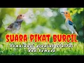 Download Lagu SUARA PIKAT BURCIL KOMBINASI PRENJAK STARTER DAN KEMADE RIBUT