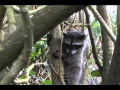 The Northern Raccoon in Costa Rica