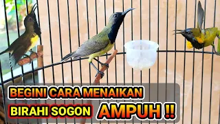 Download CARA AMPUH MENAIKAN BIRAHI SOGON AGAR GACOR \u0026 NGLEPER !!! MP3