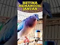 Download Lagu Puter Geni Betina Memanggil Jantan ‼️