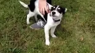 Monkey the Border Collie Rat Terrier mix puppy