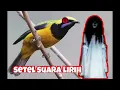 Download Lagu jangan lupa di subrek ya salam kicow mania cocok buat masteran salam kicow mania kajathermawan