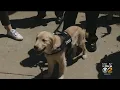 City Of Pittsburgh Welcomes New K9 Dogs