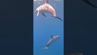 Craziest dolphin encounter ever! 🥹 #shorts #dolphins #sailing