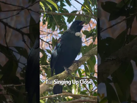 Tūī  bird call, Tūī bird song ! ｜Tūī Singing Up Close！