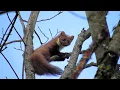 Meža cauna // Pine marten