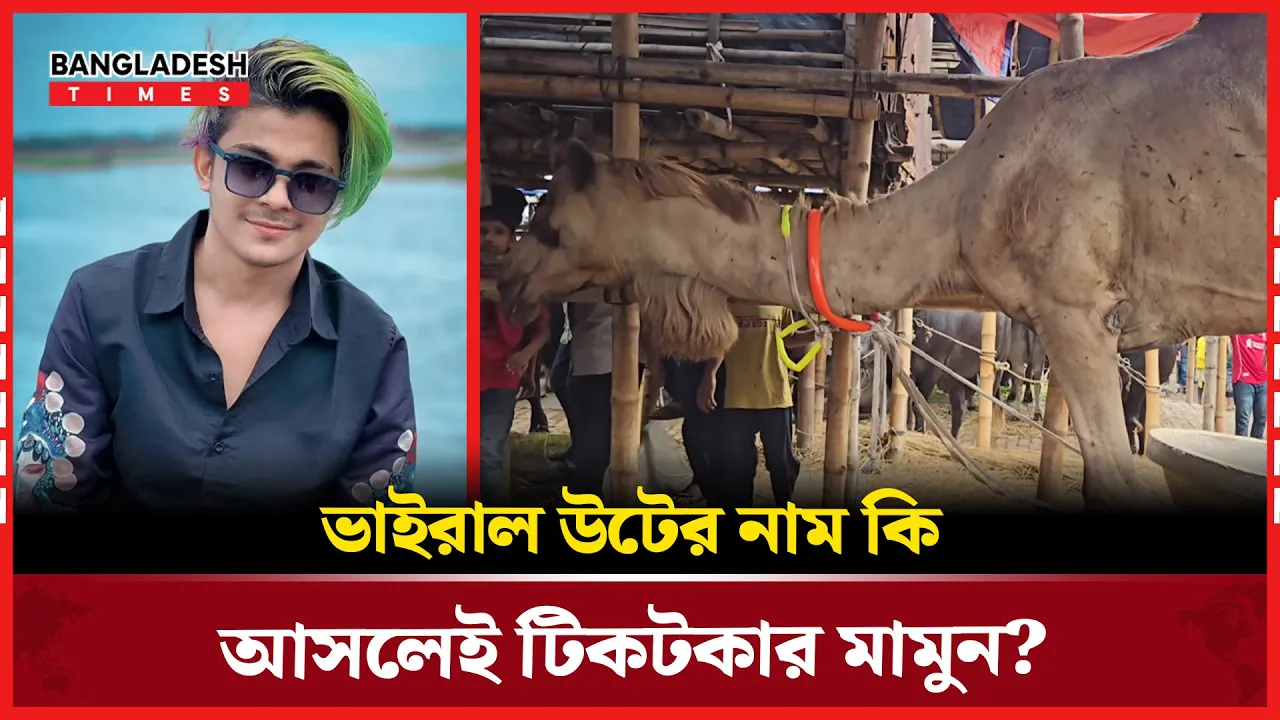 গাবতলীর হাটে 'টিকটকার মামুন' উট! জানা গেলো আসল রহস্য