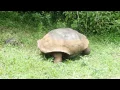 Wild Galapagos Tortoise Walking Slowly