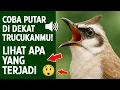Lagu Masteran trucukan gacor ngalas tarung ropel paling bagus untuk pancingan trucukan agar bunyi nyaut