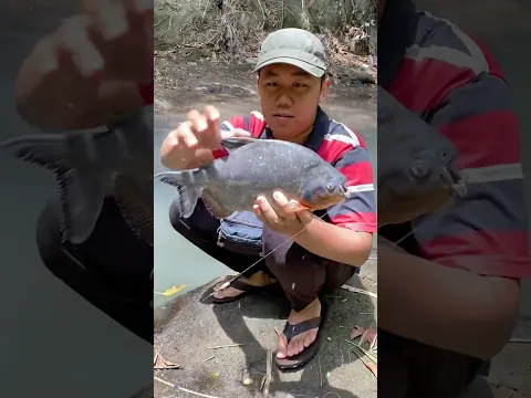 Carikan Teman Untuk Ikan Bawal Ukuran Monster Ku #bawal #ikanbawal #monster #teman #nyeserikan