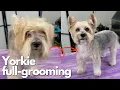Yorkie Full Grooming - pet trim haircut